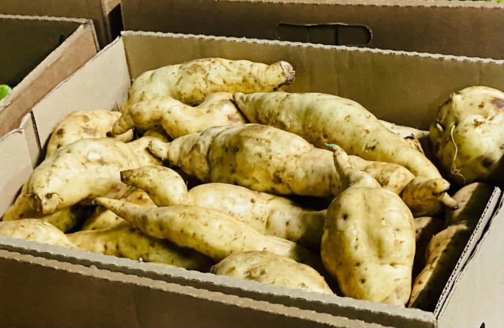 Thumbnail 1 for Sweet Potatoe Lumonde