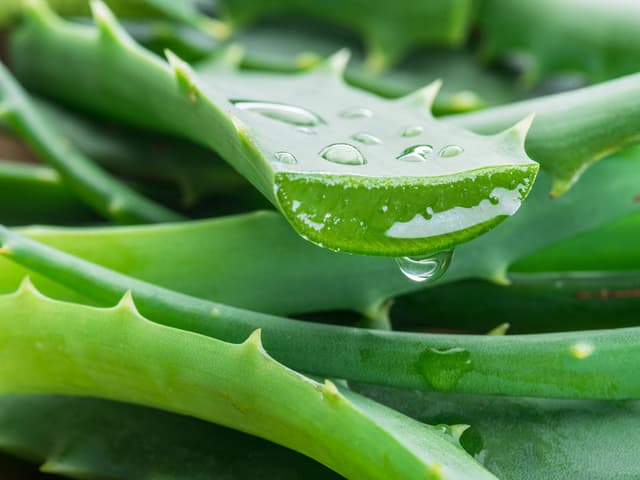 Aloe Vera Kigaji