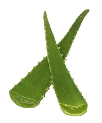 Thumbnail 2 for Aloe Vera Kigaji